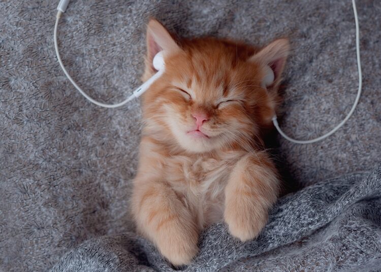 Música para gatos: estudos revelam os sons que acalmam os felinos