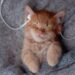 Música para gatos: estudos revelam os sons que acalmam os felinos