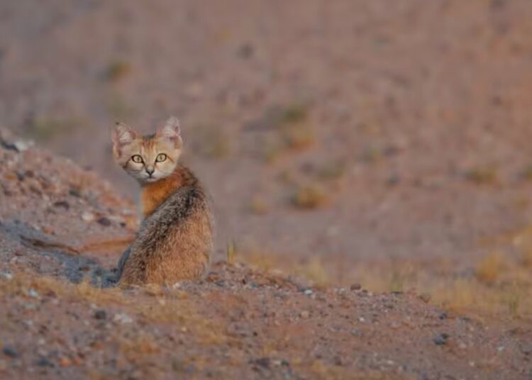 O menor do mundo: felino pouco conhecido é fotografado no deserto