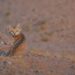 O menor do mundo: felino pouco conhecido é fotografado no deserto