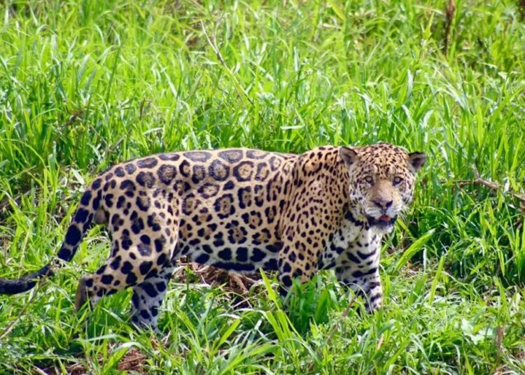 Onça-pintada surpreende ao ficar lado a lado com equipe de filmagem