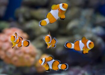 Peixes também são pets e exigem mais cuidados do que parecem