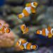 Peixes também são pets e exigem mais cuidados do que parecem