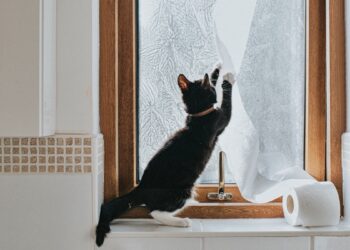Perigo! Descubra os itens comuns em casa que são tóxicos para gatos