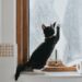 Perigo! Descubra os itens comuns em casa que são tóxicos para gatos