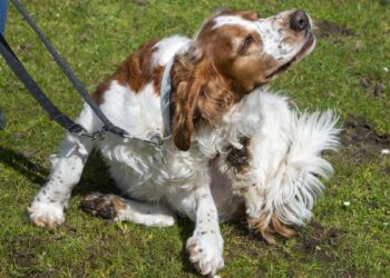 Pets com coceira frequente podem ficar mais ansiosos, diz veterinária