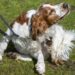 Pets com coceira frequente podem ficar mais ansiosos, diz veterinária
