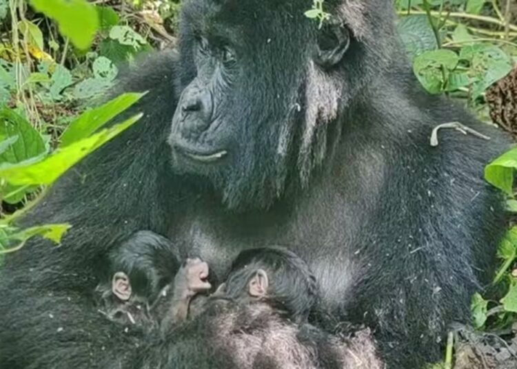 Raro! Espécie ameaçada de gorila dá à luz filhotes gêmeos em parque