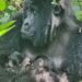 Raro! Espécie ameaçada de gorila dá à luz filhotes gêmeos em parque
