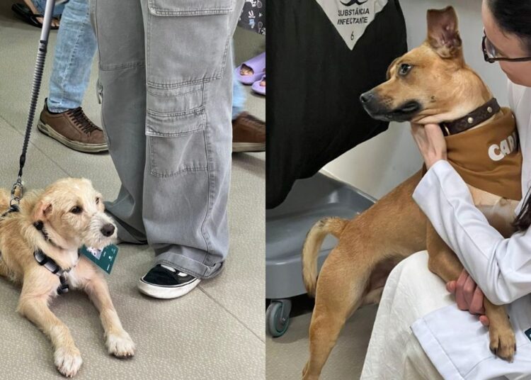 Resgatados da rua, cães ajudam no tratamento de pacientes com câncer