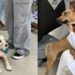 Resgatados da rua, cães ajudam no tratamento de pacientes com câncer