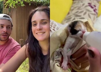 Resgate emocionante! Casal troca férias na praia para salvar gatinhos