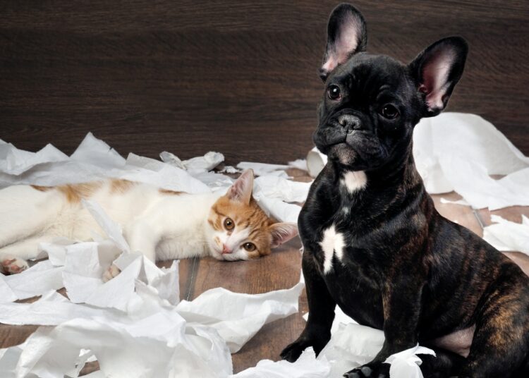 Rotina dos tutores influencia diretamente a saúde emocional dos pets