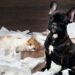 Rotina dos tutores influencia diretamente a saúde emocional dos pets