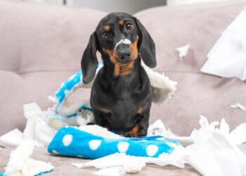 Seu cachorro é ansioso? Descubra 3 dicas com brinquedos para acalmá-lo