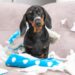 Seu cachorro é ansioso? Descubra 3 dicas com brinquedos para acalmá-lo