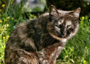 Terceira idade também é pet: 5 dúvidas comuns sobre essa fase