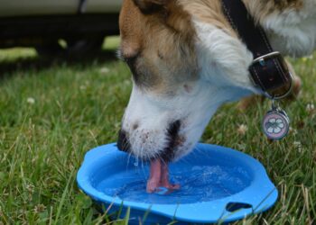 Veterinária revela truque fácil para manter cães hidratados no verão