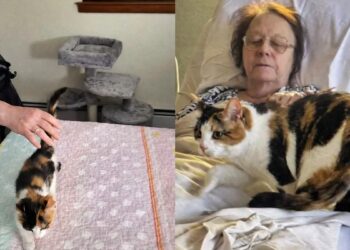 Vídeo: gata comove a web ao visitar cadeira da tutora falecida