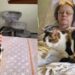 Vídeo: gata comove a web ao visitar cadeira da tutora falecida