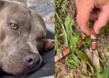 "Nos protegeu": cachorro de influenciadora morre por picada de cobra