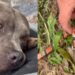 "Nos protegeu": cachorro de influenciadora morre por picada de cobra
