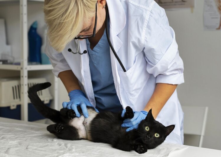 7 sinais que seu pet dá quando sofre de quadros gastrointestinais