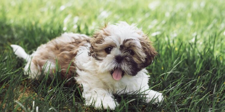 8 dicas infalíveis para estimular a inteligência do seu cachorro