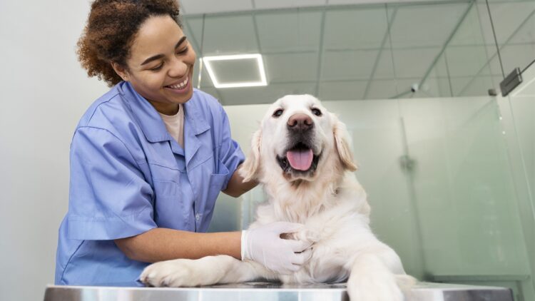 Atendimentos veterinários sobem 89% após Carnaval, segundo pesquisa