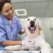 Atendimentos veterinários sobem 89% após Carnaval, segundo pesquisa
