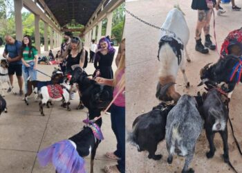 Béncontro: tutores de cabras se reúnem em parque e encantam a web