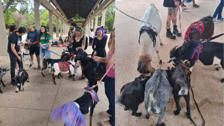 Béncontro: tutores de cabras se reúnem em parque e encantam a web