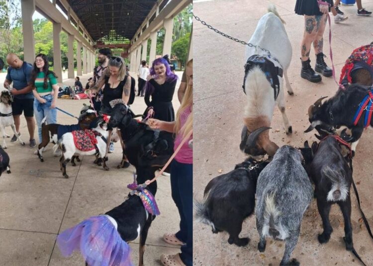 Béncontro: tutores de cabras se reúnem em parque e encantam a web
