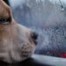 Cães com medo de trovões: entenda o comportamento e o que não fazer