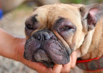 Calor pode intensificar casos de dermatite nos pets, diz veterinária