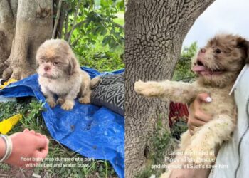 Cão espera por tutor em parque e abandono comove a internet