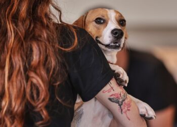 Carnapatinhas: bloco oferece microchip e vacinação gratuita para cães