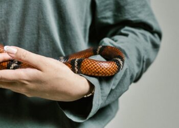 Cobra como pet? Veterinária explica o que é necessário e os riscos