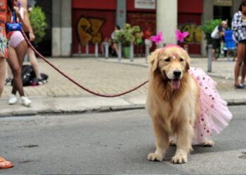 É seguro levar o cachorro no bloco de Carnaval? Veja o que considerar