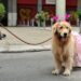 É seguro levar o cachorro no bloco de Carnaval? Veja o que considerar