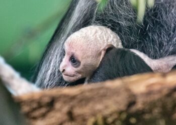 Em 2026, macaco raro é primeiro animal a nascer em zoo do Reino Unido