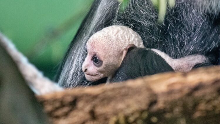 Em 2026, macaco raro é primeiro animal a nascer em zoo do Reino Unido