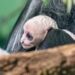 Em 2026, macaco raro é primeiro animal a nascer em zoo do Reino Unido