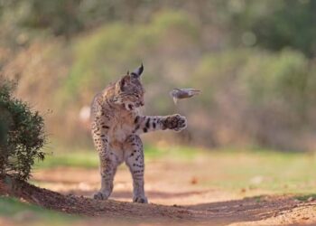 Entre tigre e caranguejos: os 7 finalistas do maior prêmio de foto da natureza