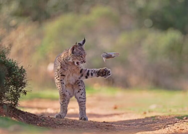 Entre tigre e caranguejos: os 7 finalistas do maior prêmio de foto da natureza