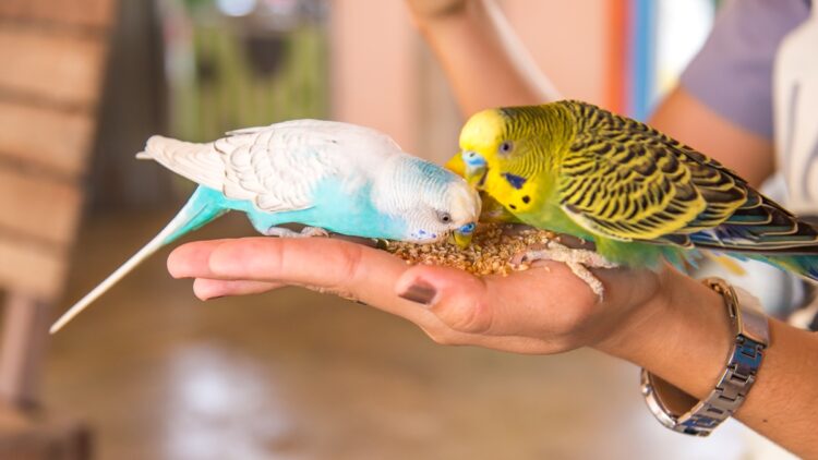 Erros dos tutores podem colocar pets não convencionais em risco