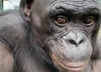 Estudo revela macaco capaz de lidar com objetos imaginários
