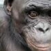 Estudo revela macaco capaz de lidar com objetos imaginários