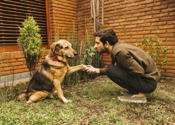 Evite um ataque: expert revela como agir ao se deparar com cães soltos