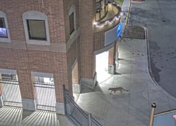 Felino raro é submetido à eutanásia após ficar 2 dias andando por faculdade